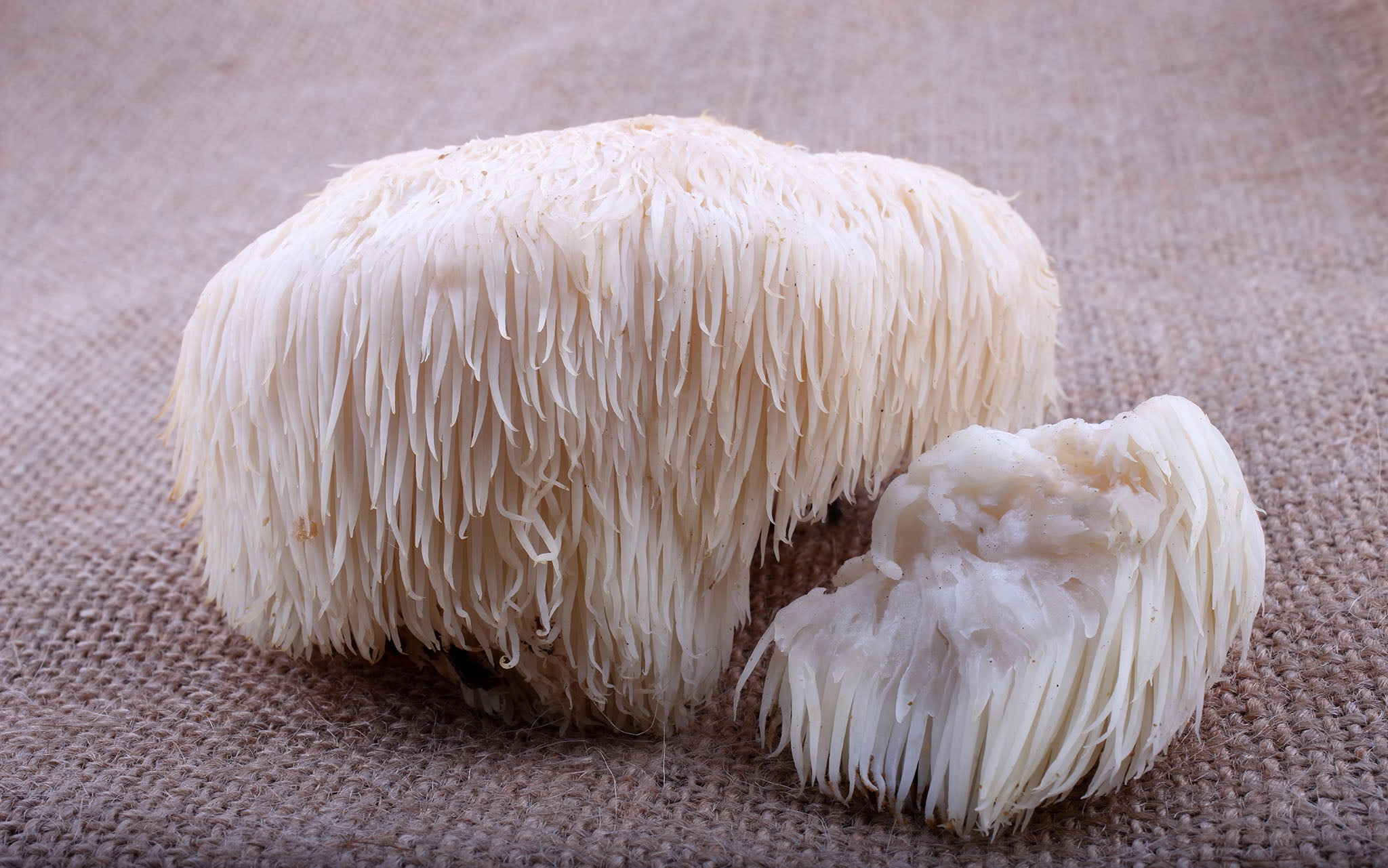 Entire Bearded Tooth Fungus On A Table Displaying The Full Spectrum Mushroom Fruiting Body and Mycelium
