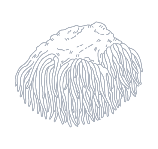 Hericium Erinaceus Lions Mane Icon Shows A Complete Nurolift Mushroom With Both Fruiting Body and Mycelium Contents