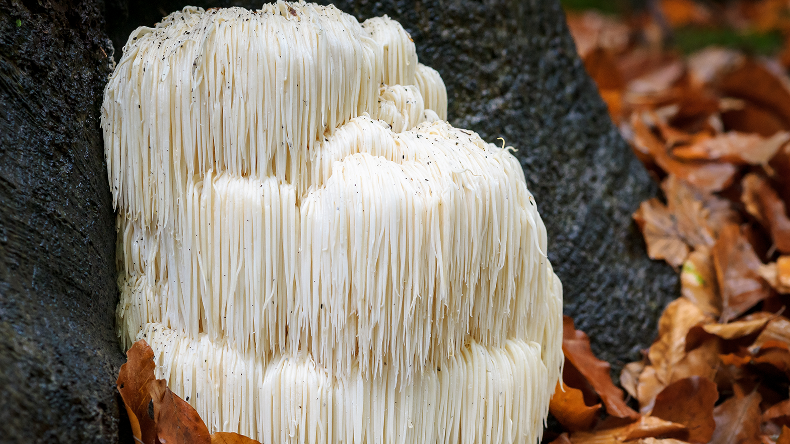 Lions Mane Growing Wild In North America Long White Spines Are Clearly Visible On This Bearded Tooth Fungus Basidiomycete