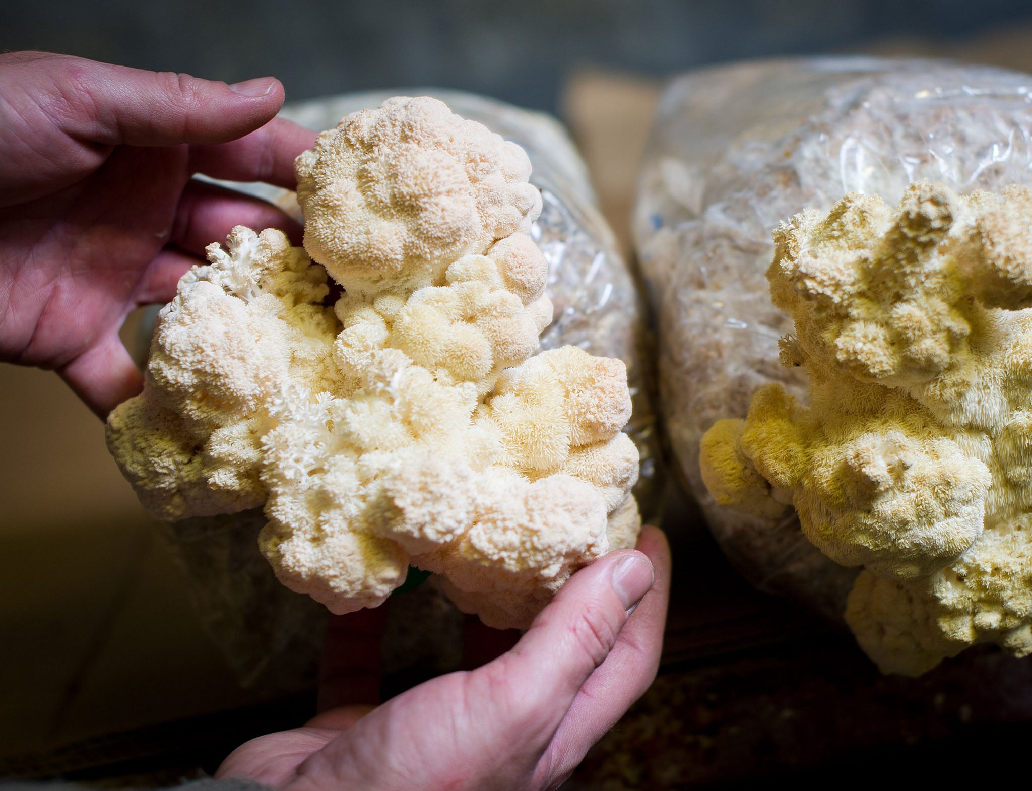 Scientist Holds A Pure Lions Mane Basidiocarp Revealing No Added Fillers or Excess Substrates